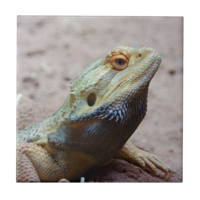 Eidechse Fliese (Vorderseite)