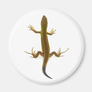Eidechse Magnet