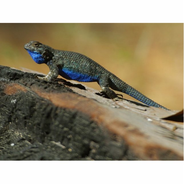 Eidechsen-blaue Bauch-Skalen Freistehende Fotoskulptur (Vorne)