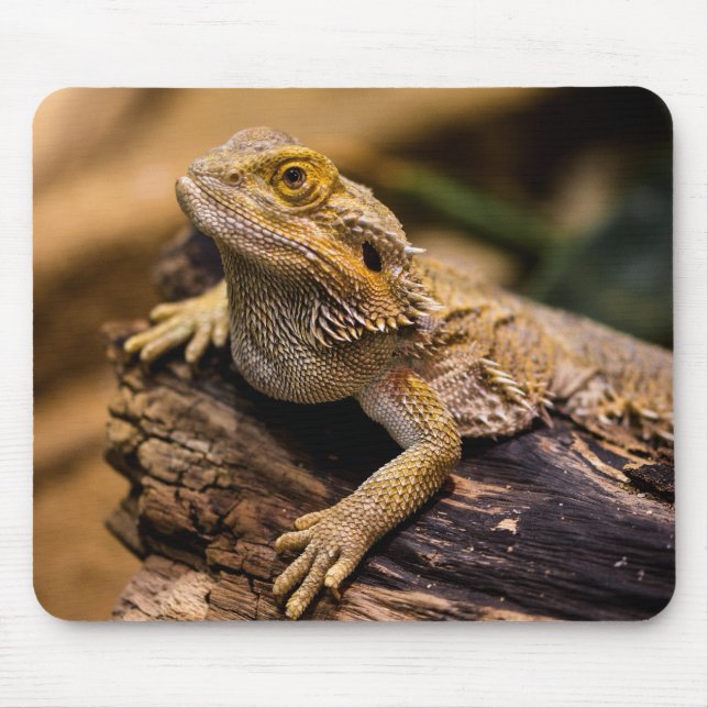 Eidechsen, Reptilien, Drachen Mousepad (Vorne)