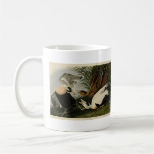 Eider Duck, Common Eider, Audubon Birds of Amerika Kaffeetasse