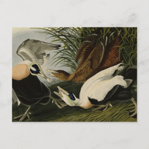 Eider Duck, Common Eider, Audubon Birds of Amerika Postkarte