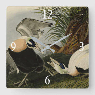 Eiderente, Eider, Audubon-Vögel in Amerika Quadratische Wanduhr