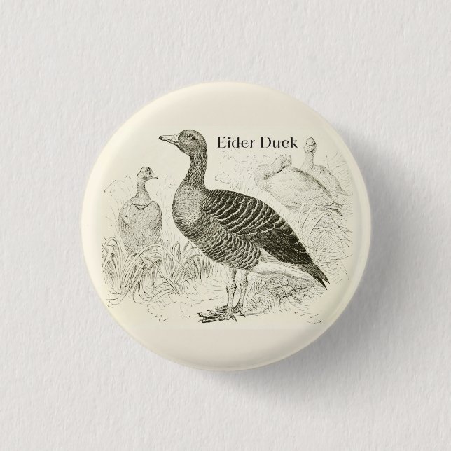 Eiderenten-Knopf Button (Vorderseite)