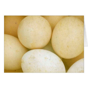 Eier
