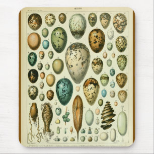 Eier antike naturgeschichtliche Illustration Millo Mousepad