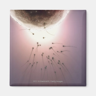 Eier, die durch Spermien befruchtet werden Magnet