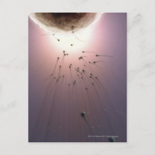 Eier, die durch Spermien befruchtet werden Postkarte