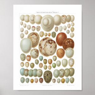Eier europäischer Vögel Vintage 1800er Poster