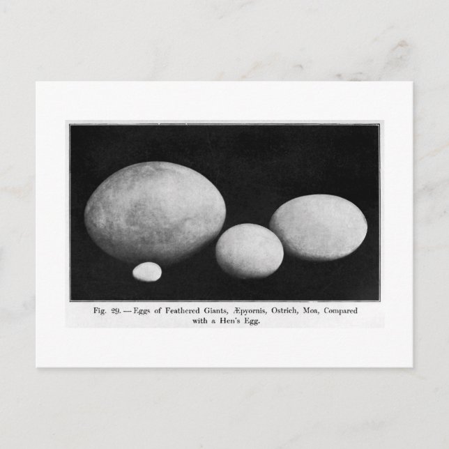 Eier gefechteter Riesen Kunst Postkarte (Vorderseite)