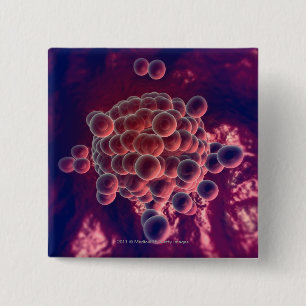 Eier in einem Ovum Button