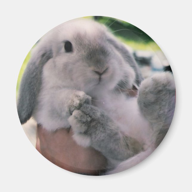 Eifüßer Magnet (Vorne)