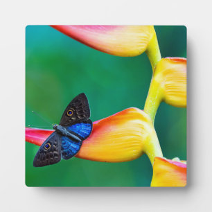 Eigene Bildvorlage hinzufügen Benutzerdefinierte G Fotoplatte