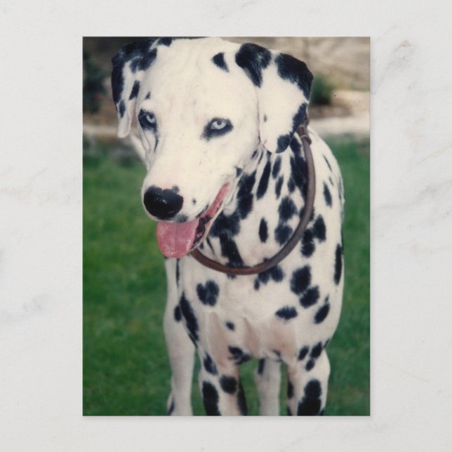 Eigenes Foto für meinen Freund Postkarte (Vorderseite)