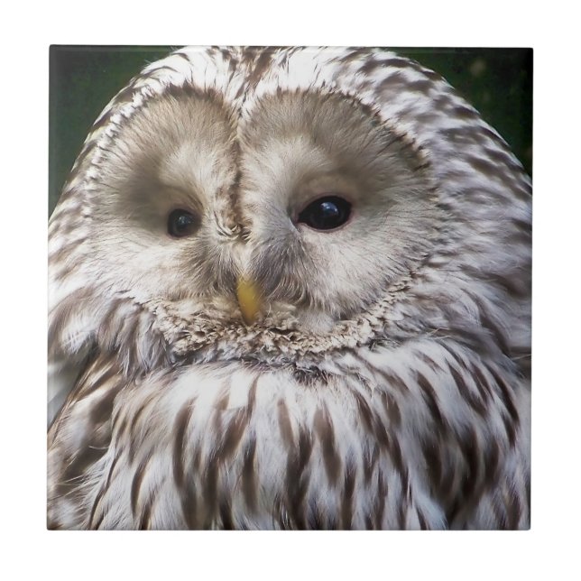 EIGENSCHAFT FLIESE (Vorderseite)