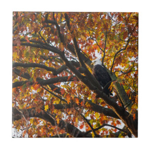 Ein Adler im Herbst Fliese