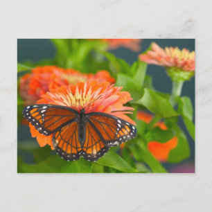 Ein Admiral auf orangen Zinien Postkarte