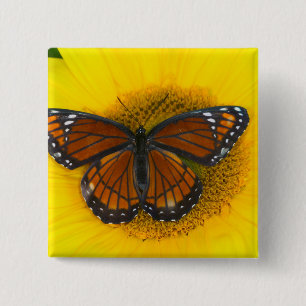 Ein Admiral-Falter   Limenitis Archippus Button