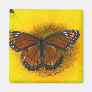 Ein Admiral-Falter Limenitis Archippus Magnet