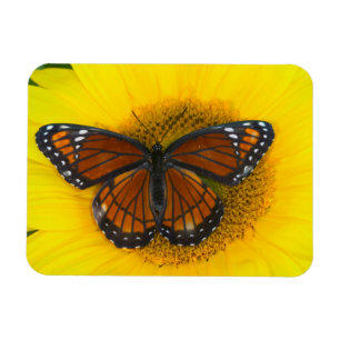 Ein Admiral-Falter Limenitis Archippus Magnet
