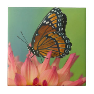 Ein Admiralfalter auf einer Zinnia Fliese