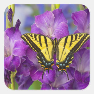Ein Admiralfalter auf violetten Gladiolen Quadratischer Aufkleber