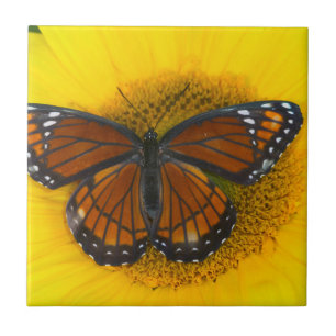 Ein Admiralfalter   Limenitis Archippus Fliese