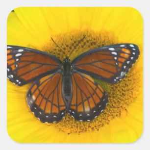 Ein Admiralfalter Limenitis Archippus Quadratischer Aufkleber