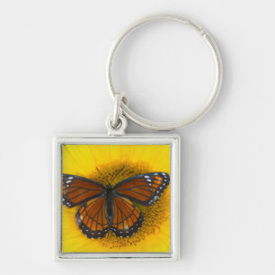 Ein Admiralfalter   Limenitis Archippus Schlüsselanhänger