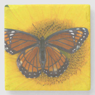 Ein Admiralfalter Limenitis Archippus Steinuntersetzer