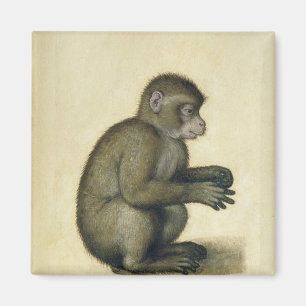 Ein Affe Magnet