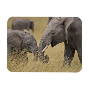 Ein Afrikanischer Elefant grast auf den Feldern Magnet