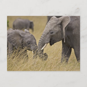 Ein Afrikanischer Elefant grast auf den Feldern Postkarte