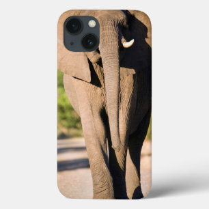 Ein Afrikanischer Elefant (Loxodonta Africana) geh Case-Mate iPhone Hülle