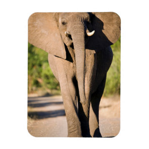Ein Afrikanischer Elefant (Loxodonta Africana) geh Magnet