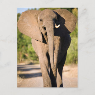 Ein Afrikanischer Elefant (Loxodonta Africana) geh Postkarte