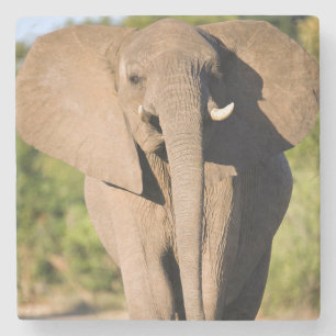 Ein Afrikanischer Elefant (Loxodonta Africana) geh Steinuntersetzer