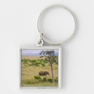 Ein afrikanischer Elefant weidet auf den Feldern d Schlüsselanhänger