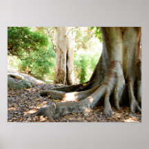 Ein alter großer Baum