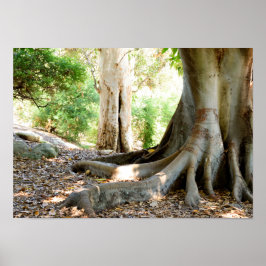 Ein alter großer Baum Poster