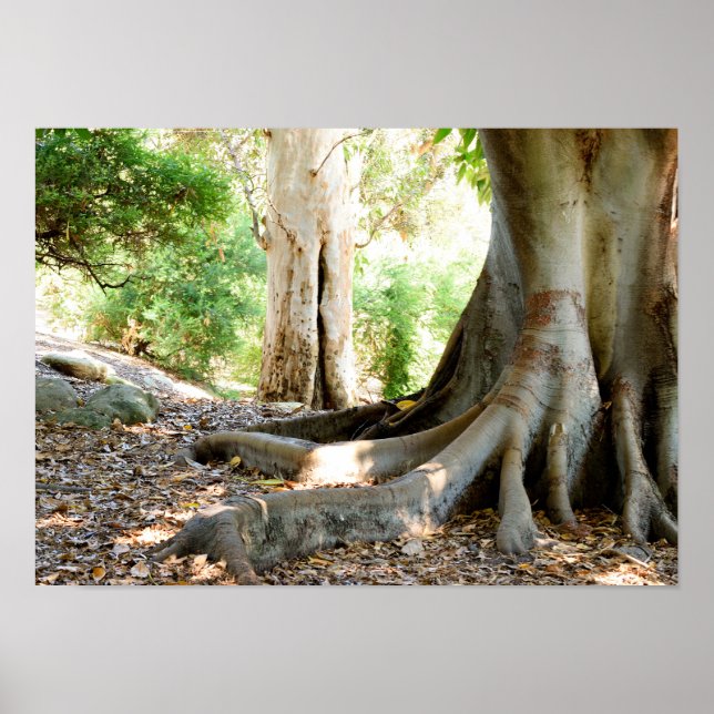 Ein alter großer Baum Poster (Vorne)