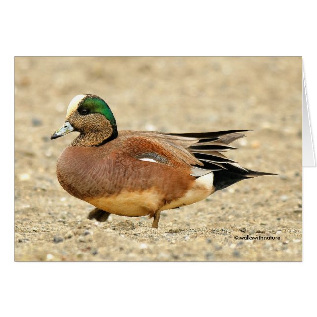 Ein amerikanisches Wigeon am Strand (Vorderseite (Horizontal))