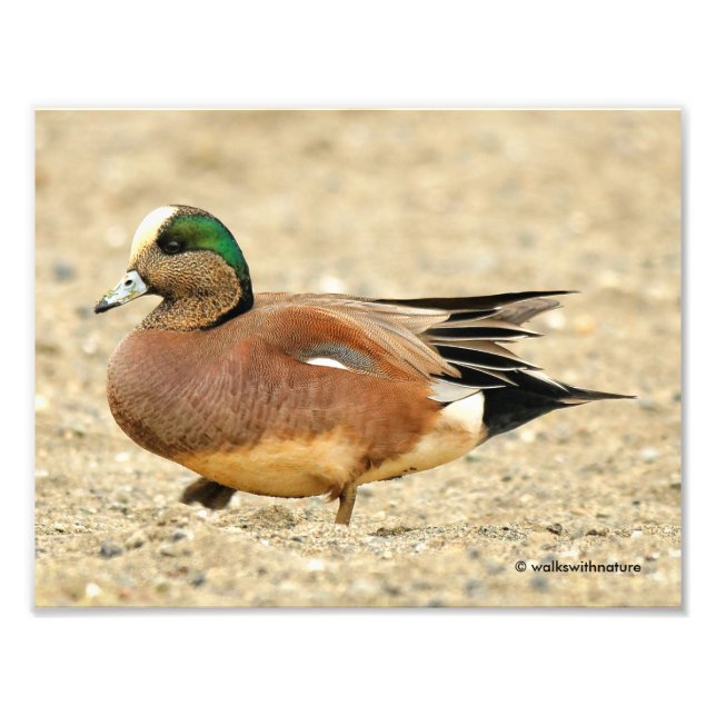 Ein amerikanisches Wigeon am Strand Fotodruck (Vorne)