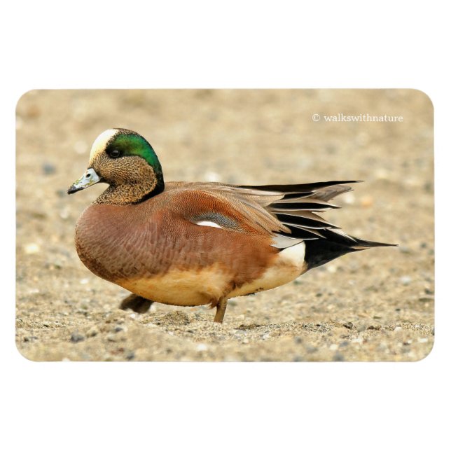 Ein amerikanisches Wigeon am Strand Magnet (Horizontal)