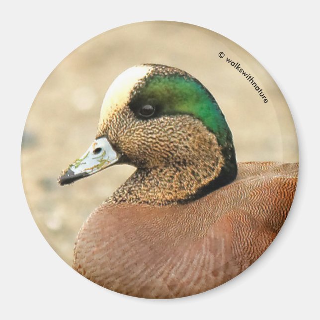 Ein amerikanisches Wigeon am Strand Magnet (Vorne)