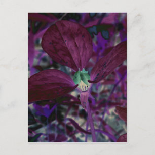 Ein anderes Trillium Postkarte