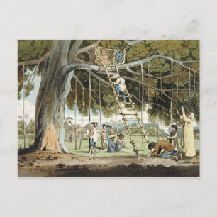 Ein Angebot von Ersten Früchten an den Gott von Fo Postkarte