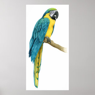 Ein Aquamariner Macaw Poster