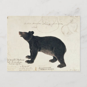 Ein asiatischer schwarzer Bär, "Ursus tibetanus" Postkarte