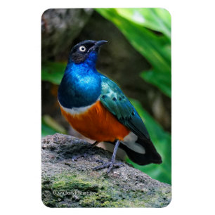 Ein atemberaubender afrikanischer Superb-Starling- Magnet